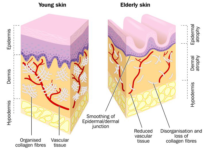 Jonge versus oude huid